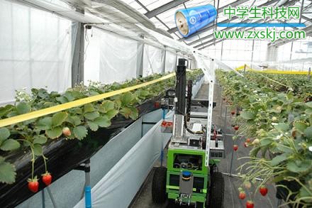 摘草莓机器人。