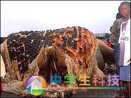 “海怪”惊现非洲海滩
