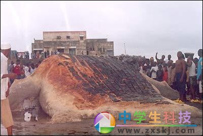 “海怪”惊现非洲海滩