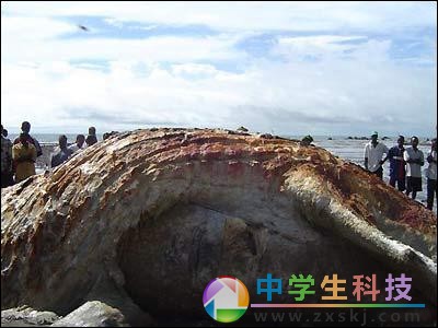 “海怪”惊现非洲海滩