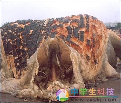 “海怪”惊现非洲海滩
