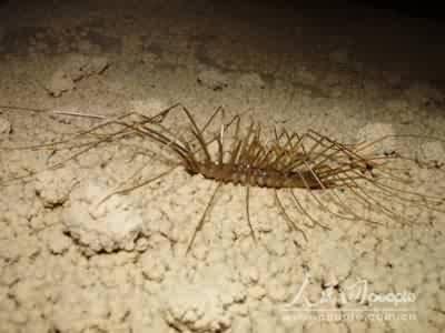 广西凤山发现多种未知洞穴生物物种(组图)(2)