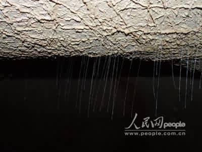 广西凤山发现多种未知洞穴生物物种(组图)(2)